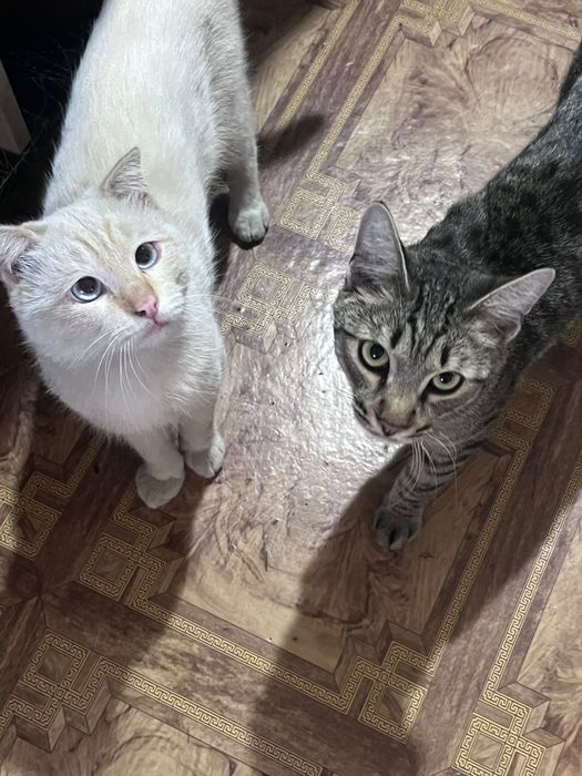 Коты мальчики бесплатно