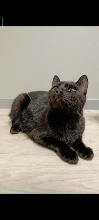 Котята (мальчики)