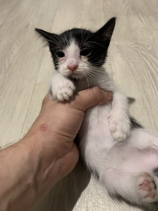 Отдам котят в добрые руки