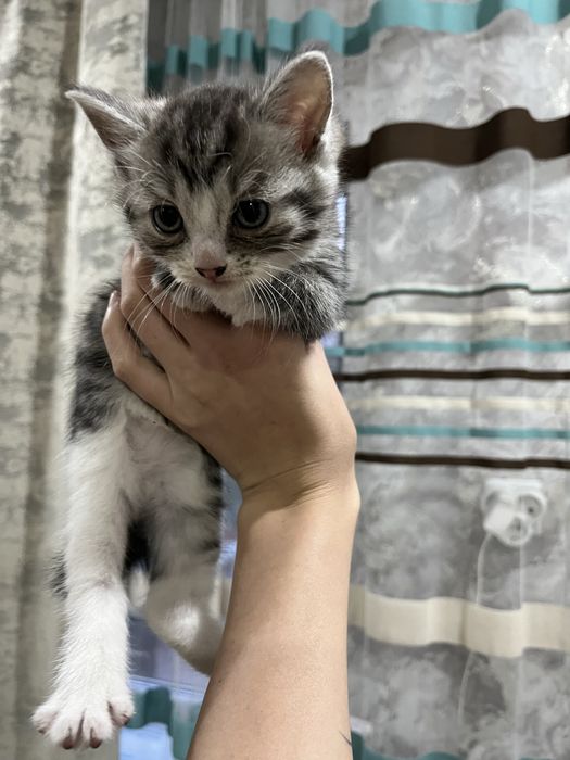 отдам котенка девочку