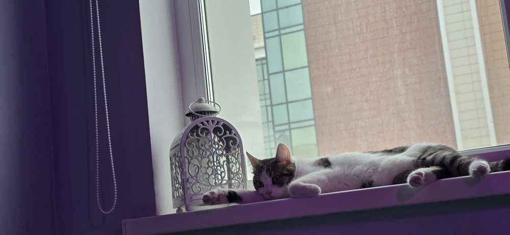 Отдам кошку  в добрые руки