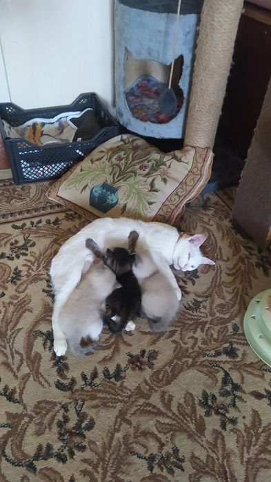 Недорого котята.