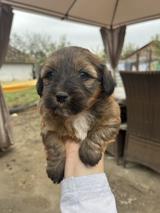 Donăm  cateluși!!