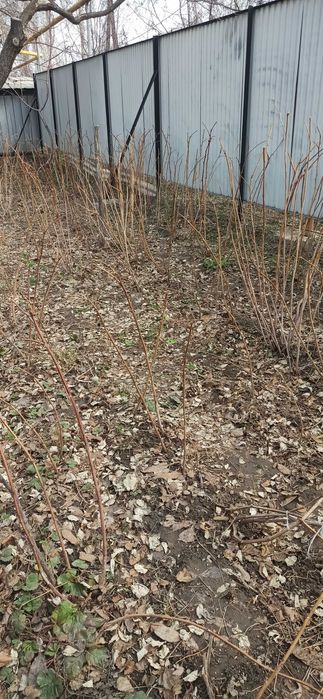 Продам саженцы малины