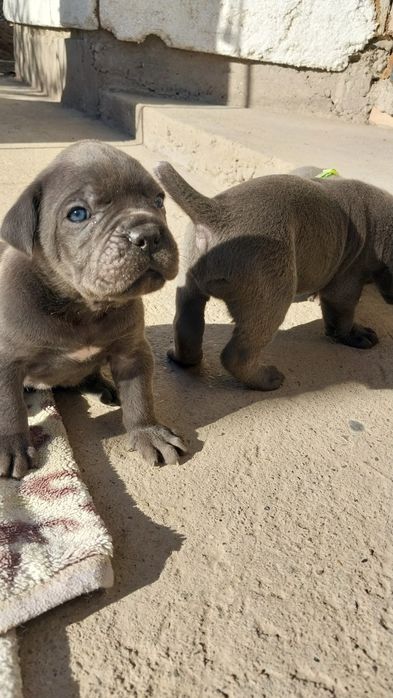 Щенки кане корсо