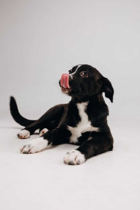 В добрые руки пристраиваю щенка