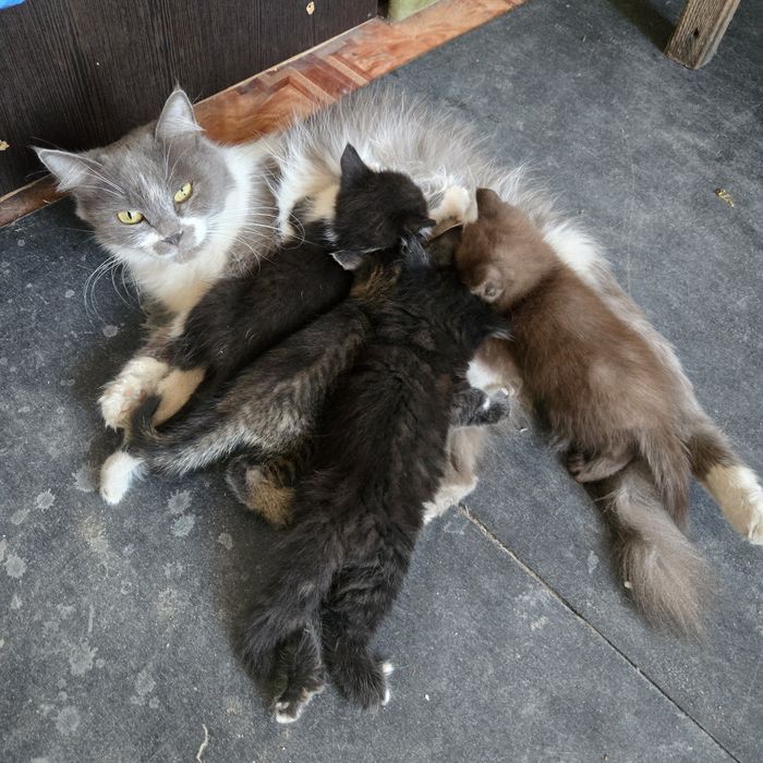 Ищем дом для кошечки с котятами