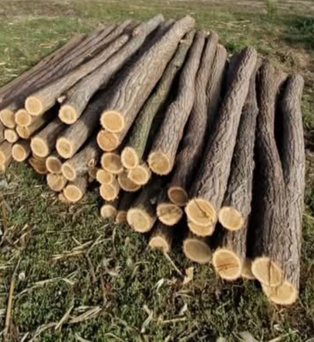 Stalpi de salcam pt gard sau terase rustice