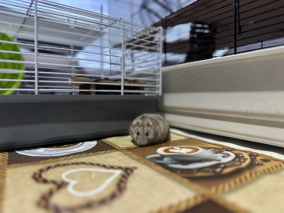 Hamster sau hamsteri