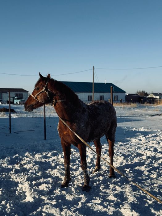 Айғыр,жеребец,лошоди сатылады