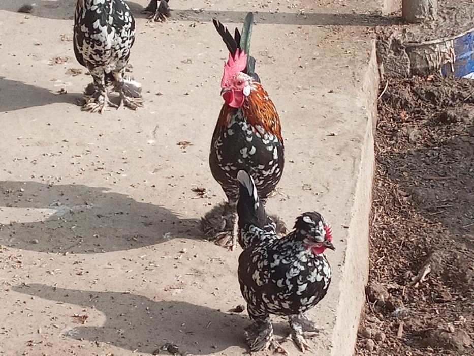 Тауық                              сатылады