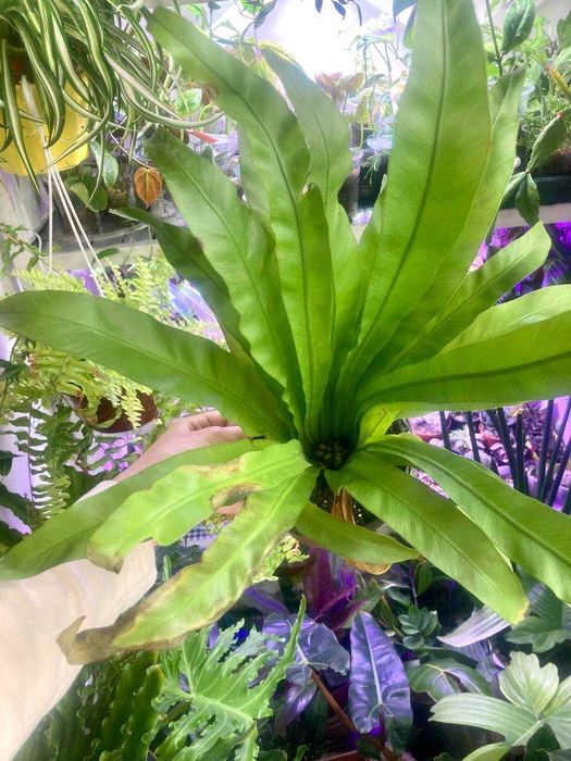 Папоротник асплениум в отличном состоянии