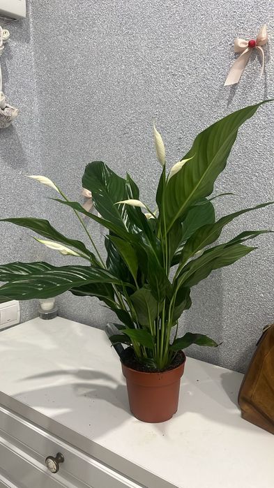 Комнатные цветы Женское счастье