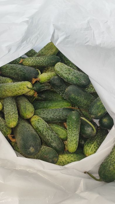 Продам огурцы свежие