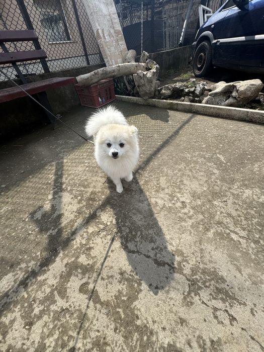 померан шпиц на една година