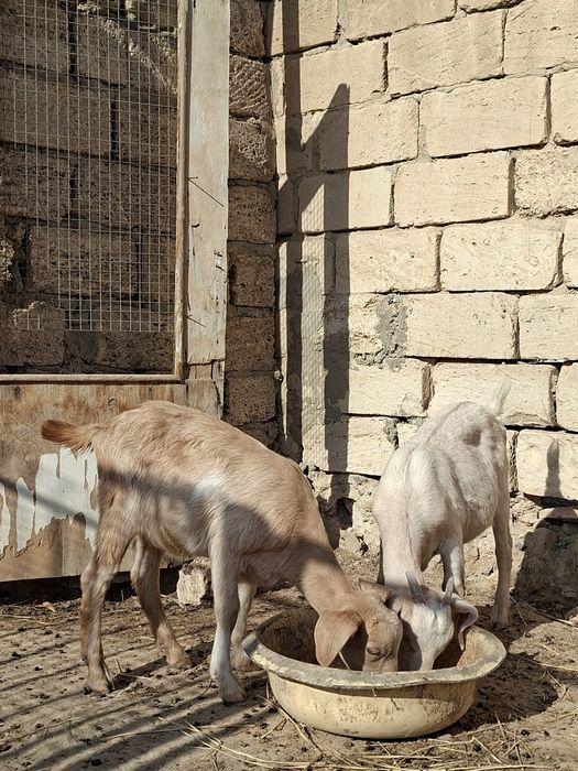 Алғашқы анальды ену бейнелерді қараңыз