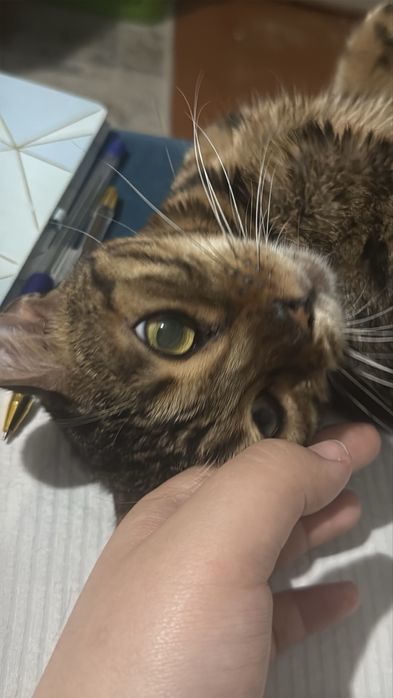 Бенгальская кошка