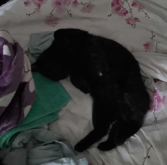 ПРОПАЛ КОТ в районе Кольди - Мерея