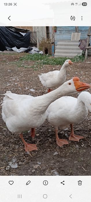 Продам гусака.продам