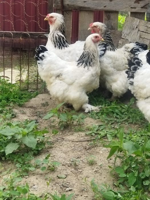 Продам куры домашние