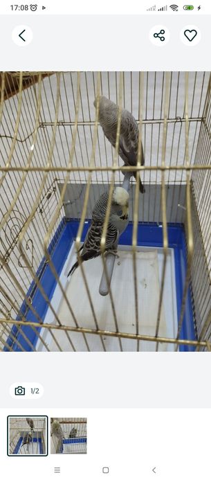 Попугаи Андуки  самки