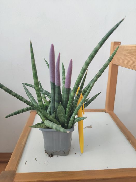 Planta Sansevieria matura