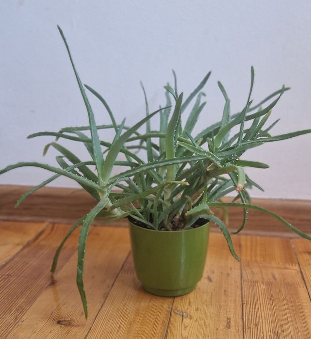 Продам алоэ срочно