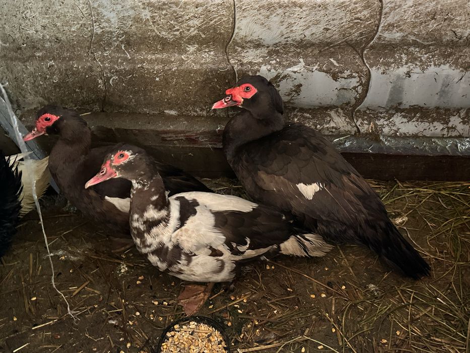 Vand oua de rață incubat sau consum