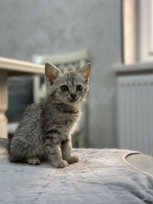 Котята бесплатно