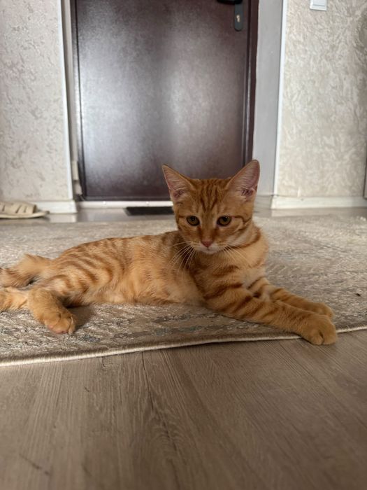 Котенок в поиске дома