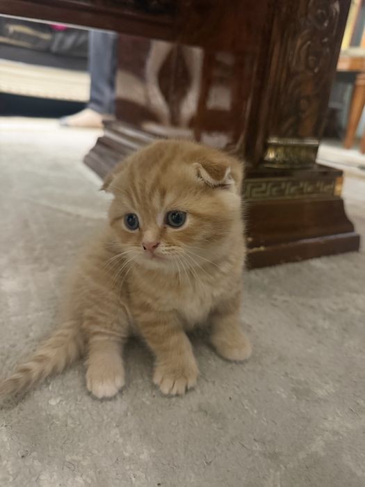 шотладские котята