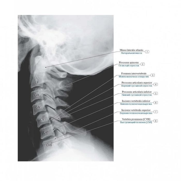 Анатомия человека книга кости и мышцы