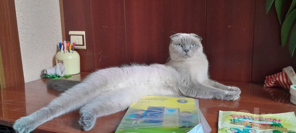 шотландская вислоухая   (скоттиш-фолд)