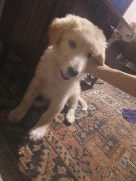 Отдам щенка подростка. Девочка.