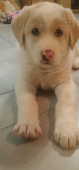 Продавам Лабрадор Ретривър