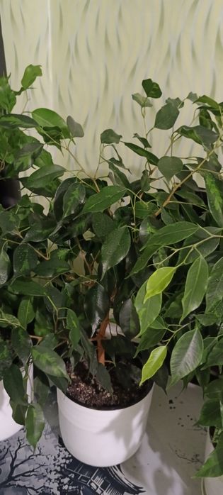 Фикусы 2 годика пушистые