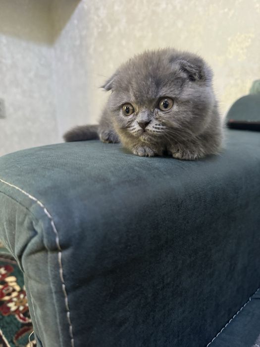 Только для вязки Не продаётся