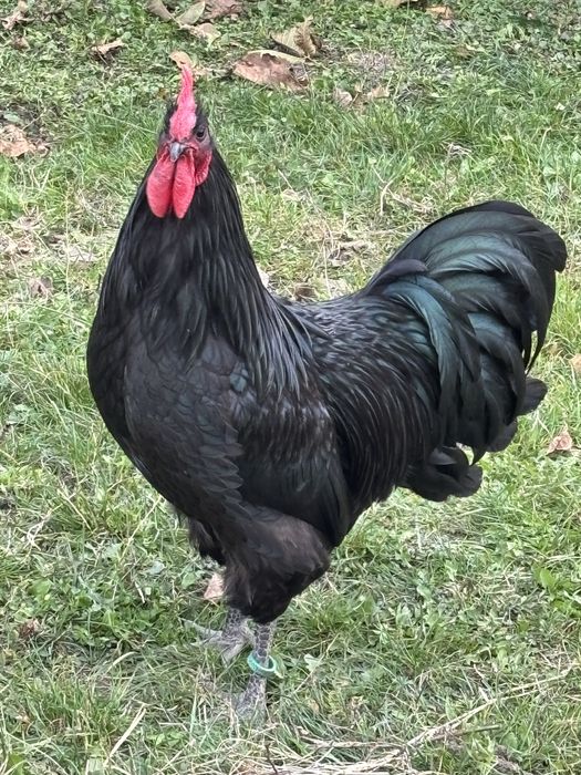 Cocosi Australorp