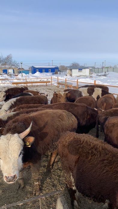 Продам Бычков с откорма 40 голов