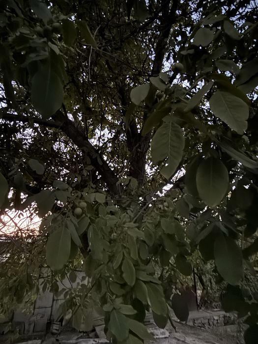 Ореховое дерево