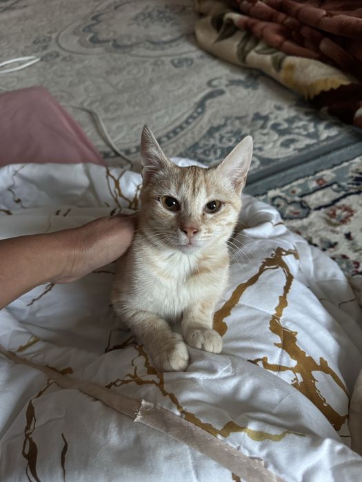 Бесплатно уй мысығы