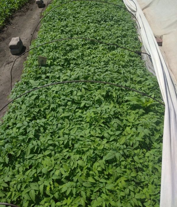 Продам рассаду Тобыл (Затобольск)