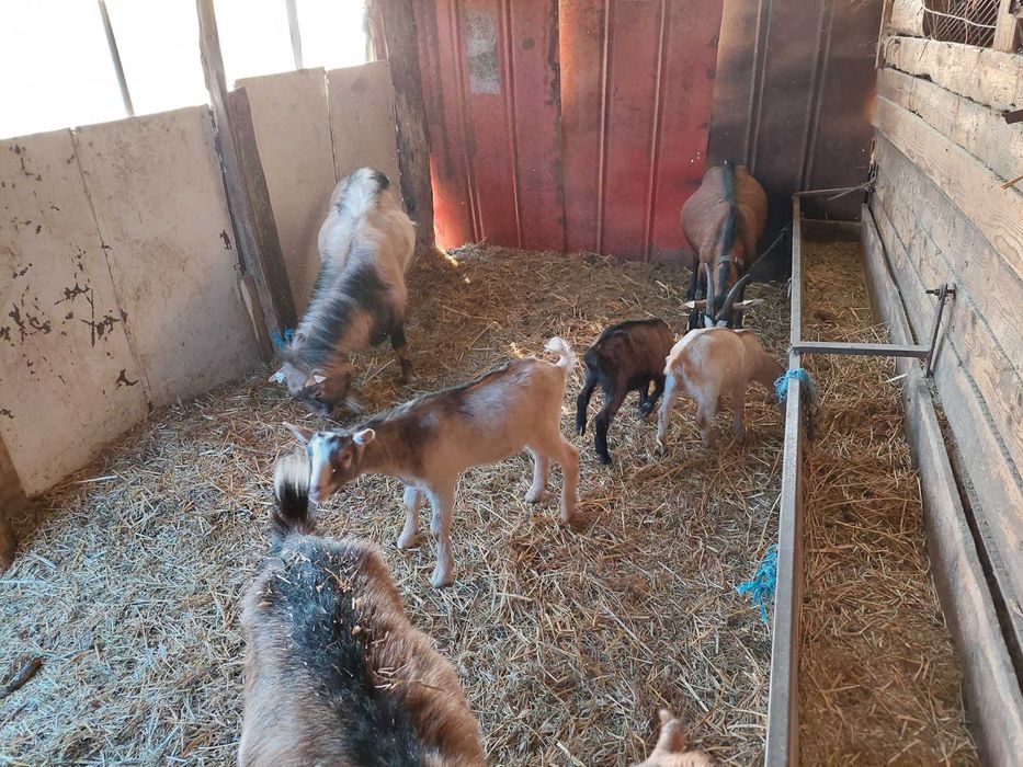 Capre și iezi de vânzare
