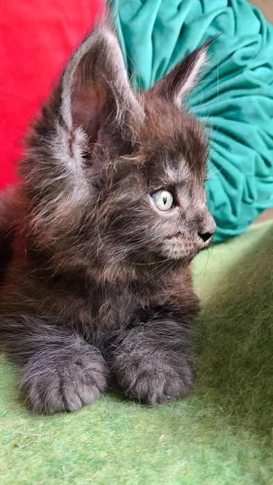 Гигант- Кун! Котята от МЕЙН- КУНОВ