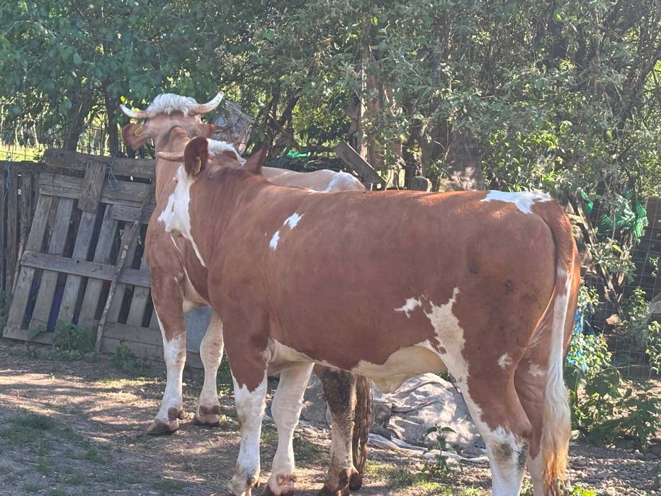 Juninca de vanzare