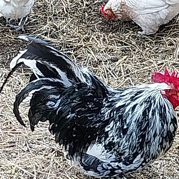 Găini americane și gâște Toulouse