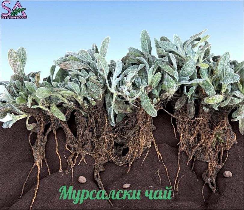 Мурсалски чай-разсад,лавандула,маслодайни рози,лавровишна…