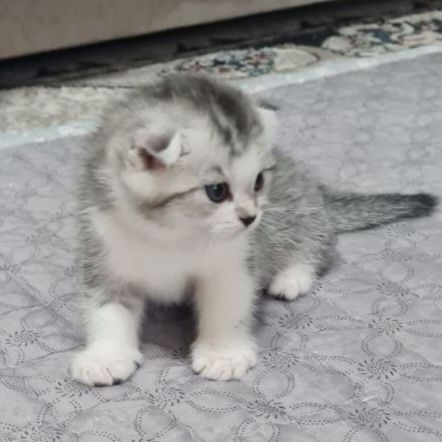 Продаются вислоухие/шотландские/скоттиш фолд/котята