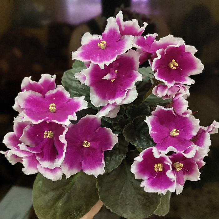 Листочек 500тг сортовые