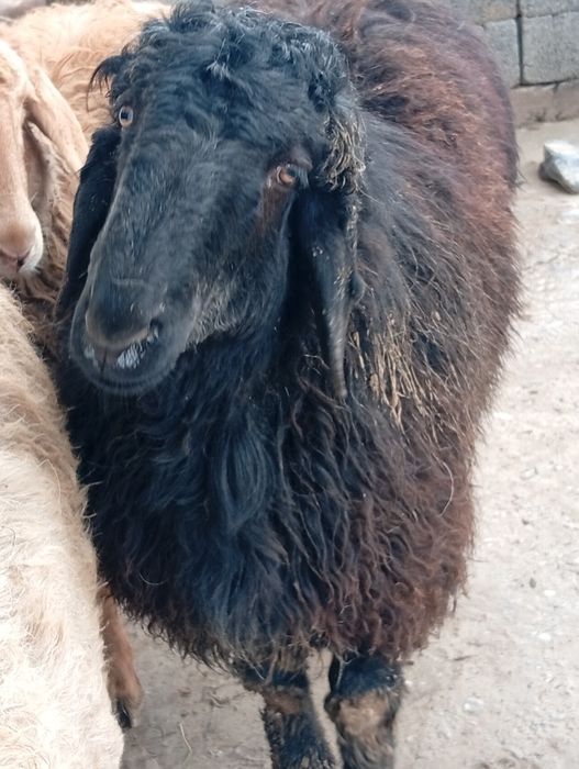 Срочно сатылады кой кошкар